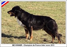 BE WINNER (2006-2020) - Champion de France inter races ovins 2013